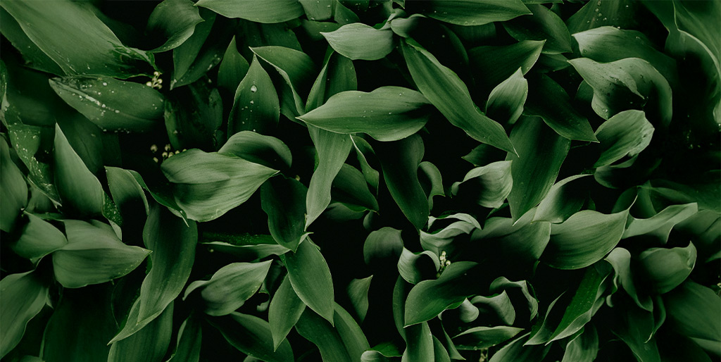 photo of houseplant leaves all crowded together.