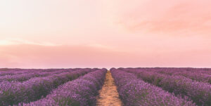 Lavender field at sunset.