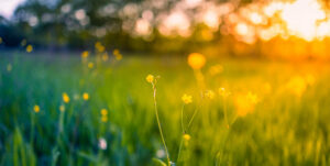 Meadow with bokah lens flares.