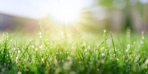 Close up of grass with dew on it shining in the sun